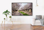 Holy Land Almond Blooming Trees Landscape — Israel Photography