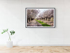 Holy Land Almond Blooming Trees Landscape — Israel Photography