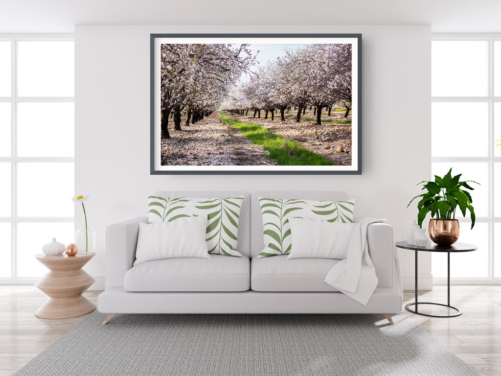 Holy Land Almond Blooming Trees Landscape — Israel Photography