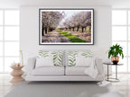 Holy Land Almond Blooming Trees Landscape — Israel Photography