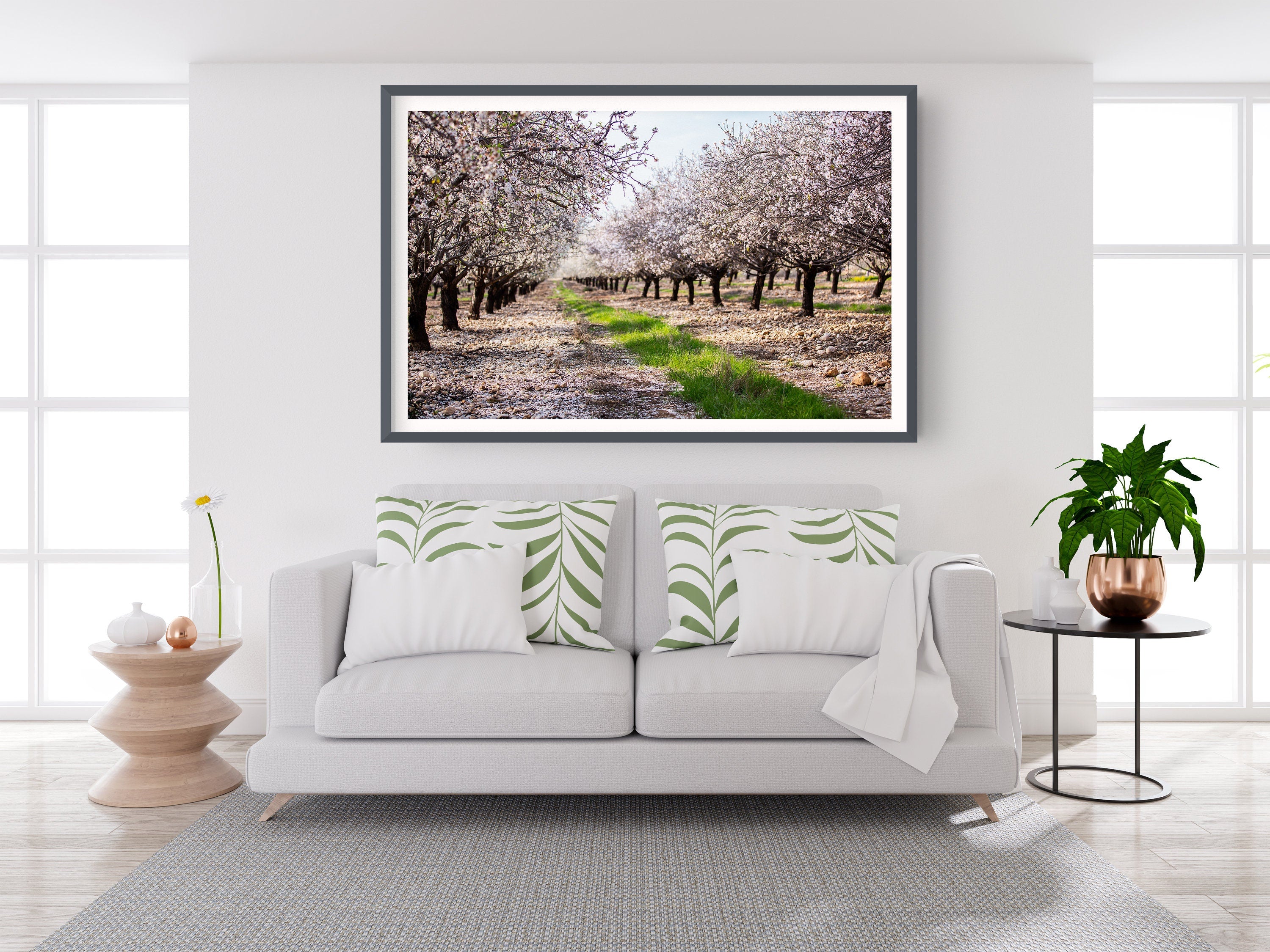 Holy Land Almond Blooming Trees Landscape — Israel Photography