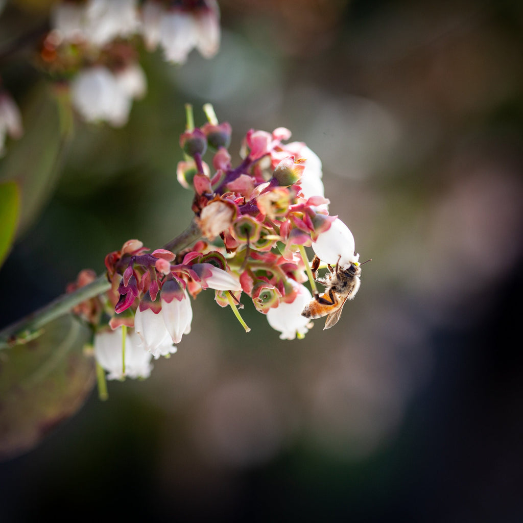 Bee White Flower Photography - Bee Collecting Pollen in Blueberry Flower - Blooming Fine Art Print - Blueberry Blossom - Flowering Wall Deco