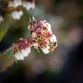 Bee White Flower Photography - Bee Collecting Pollen in Blueberry Flower - Blooming Fine Art Print - Blueberry Blossom - Flowering Wall Deco