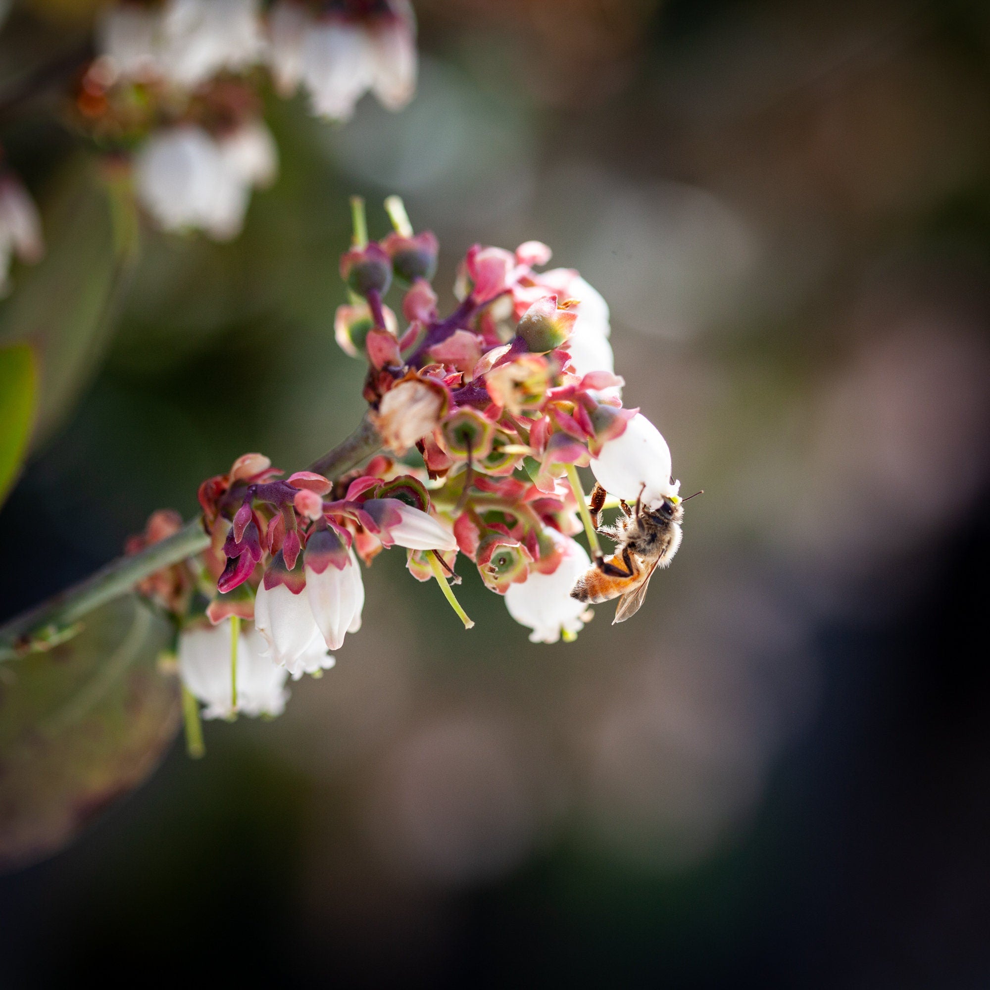 Bee White Flower Photography - Bee Collecting Pollen in Blueberry Flower - Blooming Fine Art Print - Blueberry Blossom - Flowering Wall Deco