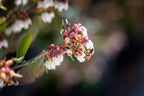 Bee White Flower Photography - Bee Collecting Pollen in Blueberry Flower - Blooming Fine Art Print - Blueberry Blossom - Flowering Wall Deco