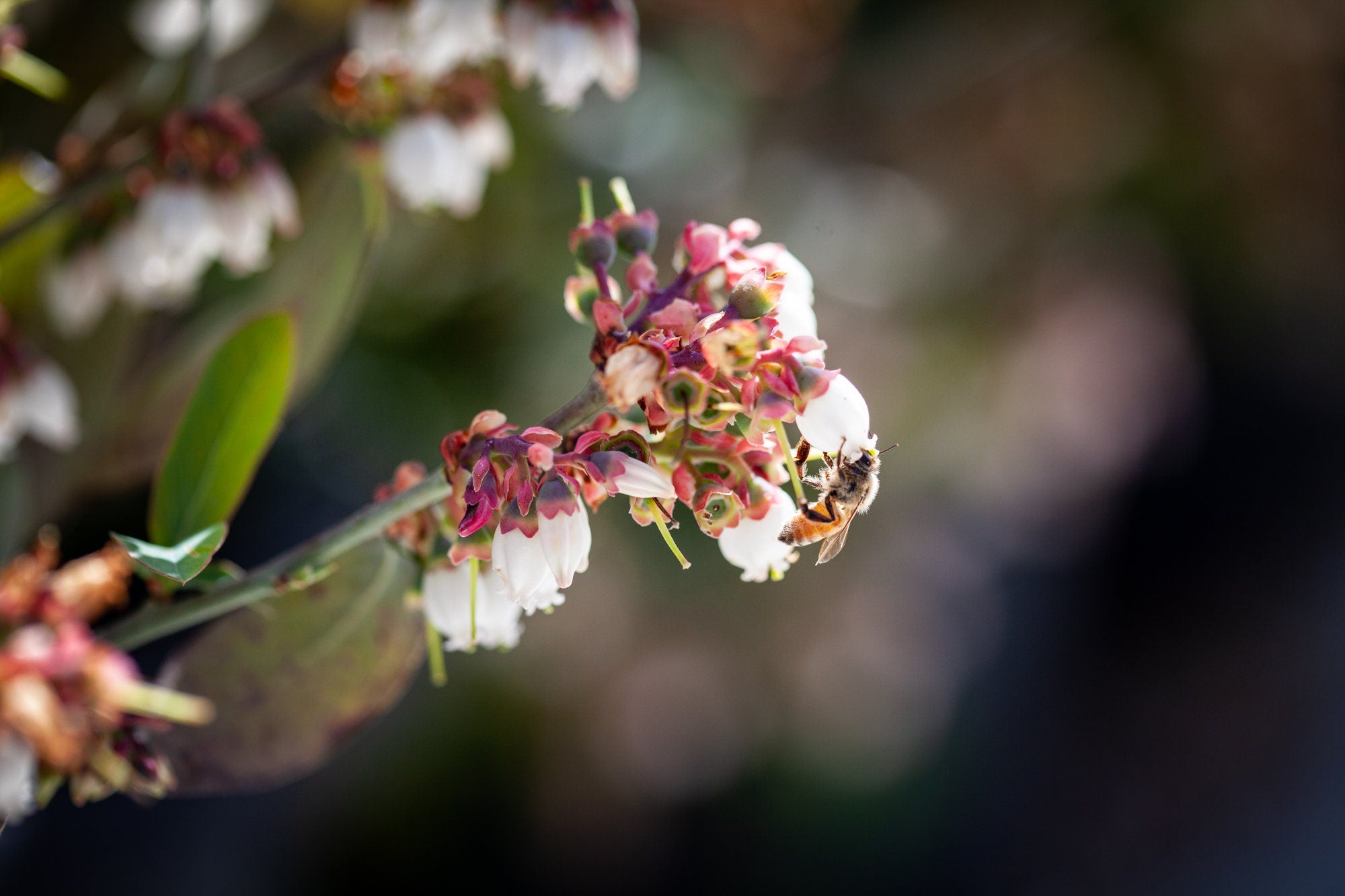 Bee White Flower Photography - Bee Collecting Pollen in Blueberry Flower - Blooming Fine Art Print - Blueberry Blossom - Flowering Wall Deco