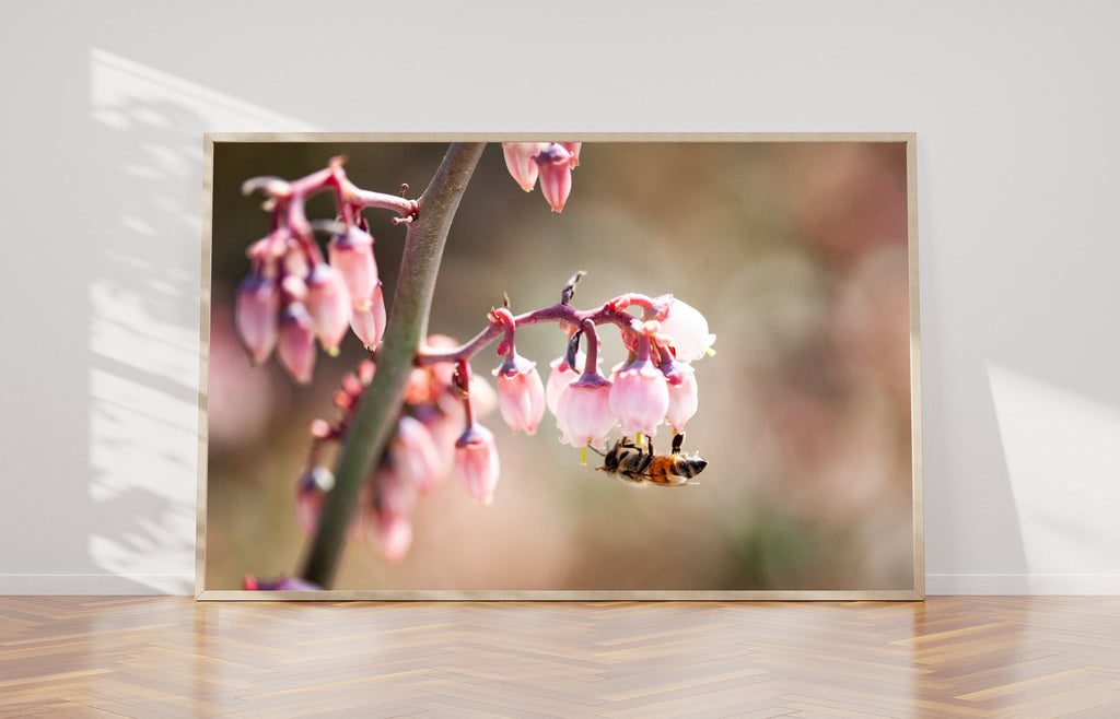 Bee Collecting Pollen in Pink Flowers Photography