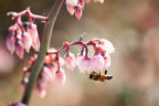 Bee Collecting Pollen in Pink Flowers Photography