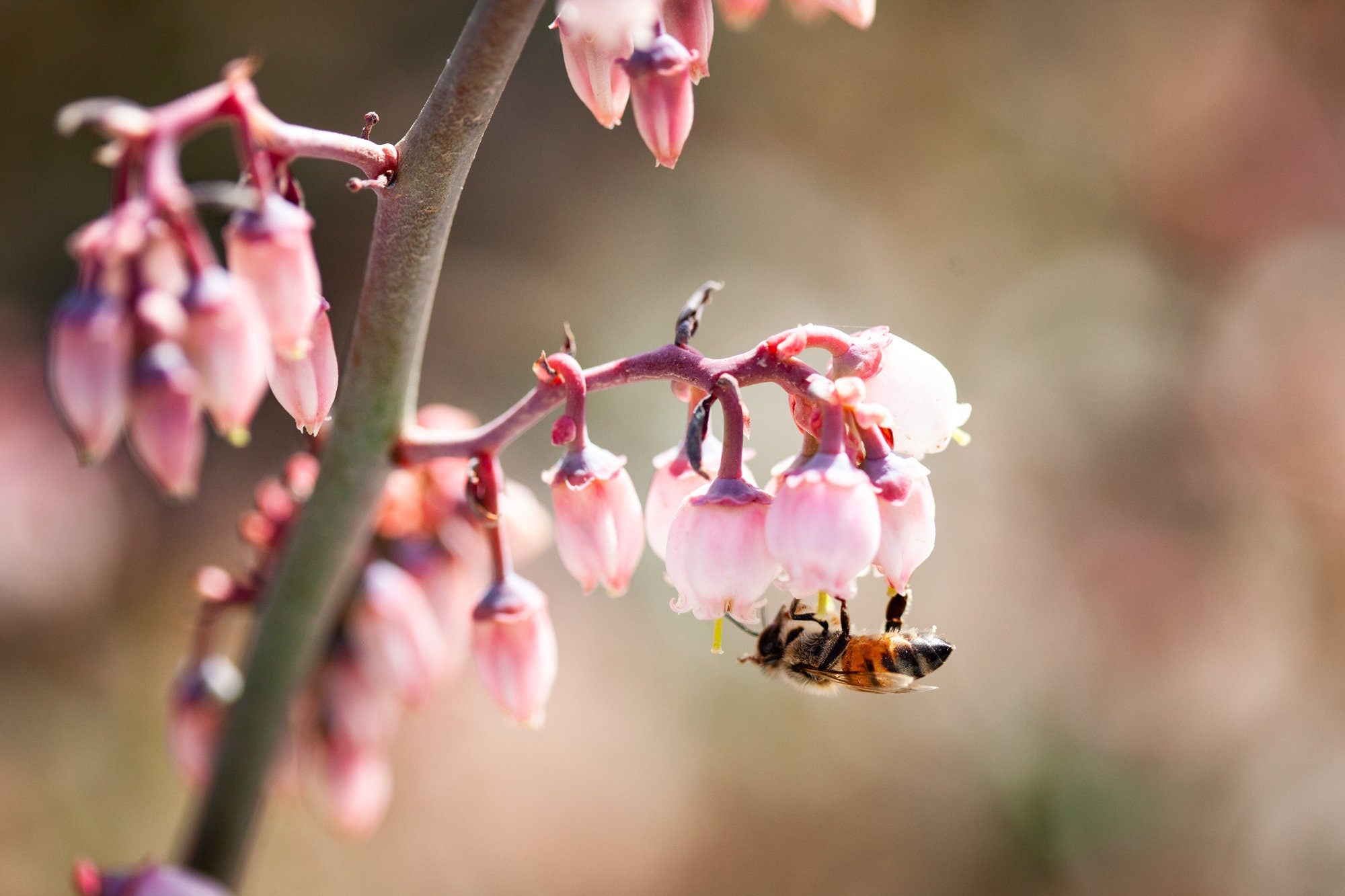 Bee Collecting Pollen in Pink Flowers Photography