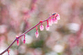 Pink Flower Photography — Blueberry Fruit Flower — Blooming — Blueberry Blossom Zoom — Macro Flowering Wall