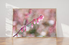 Pink Flower Photography — Blueberry Fruit Flower — Blooming — Blueberry Blossom Zoom — Macro Flowering Wall