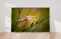 Macro Pink Israeli Flower — Pink Gaura Whirling Butterfly Flower with Green Background