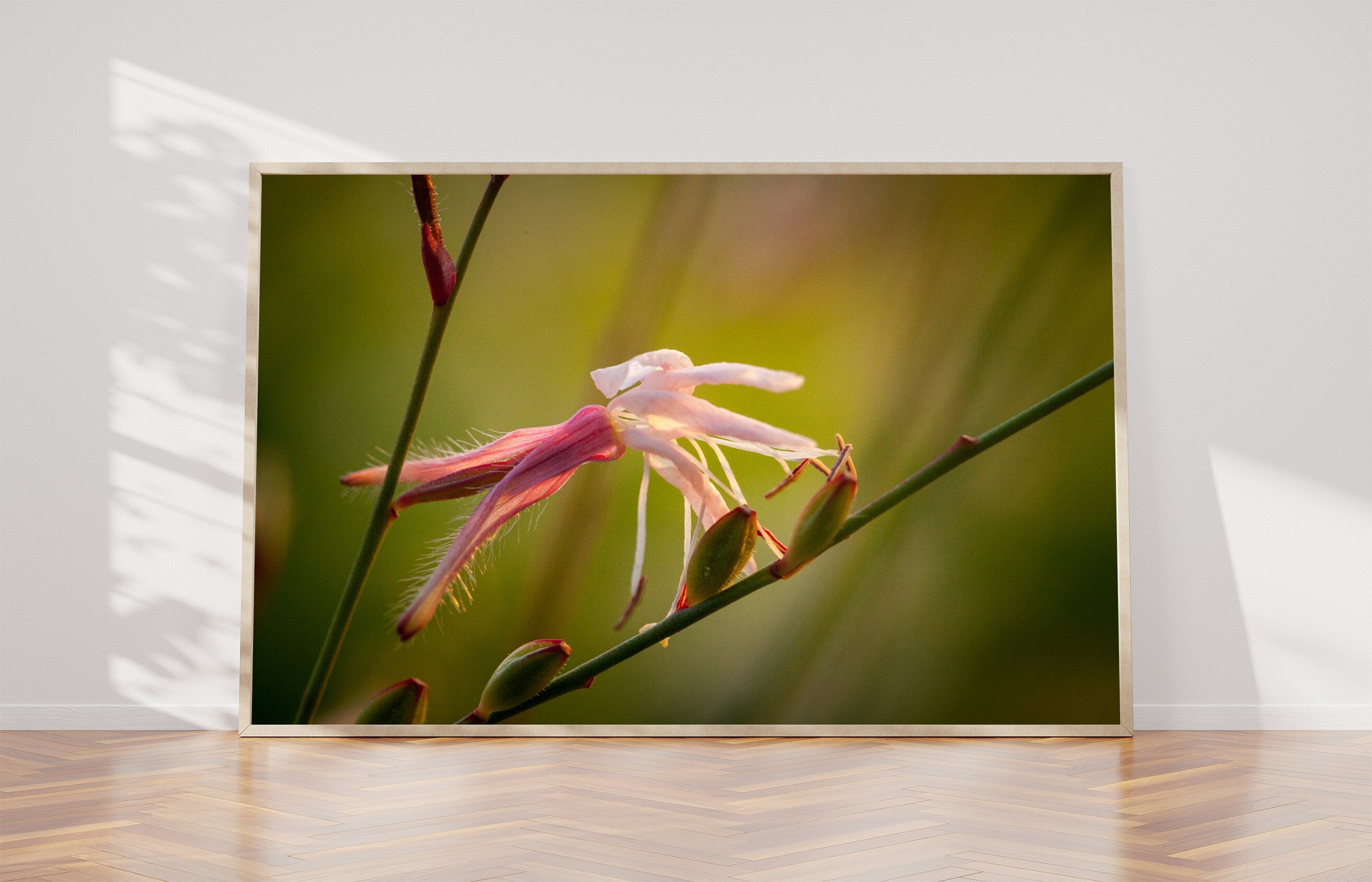 Macro Pink Israeli Flower — Pink Gaura Whirling Butterfly Flower with Green Background
