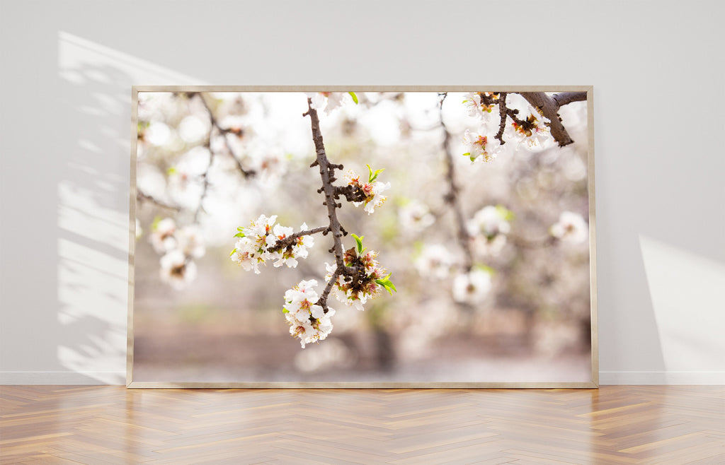 Almond Blossom Blooming Spring Flowers Photography