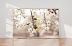 Almond Blossom Blooming Spring Flowers Photography