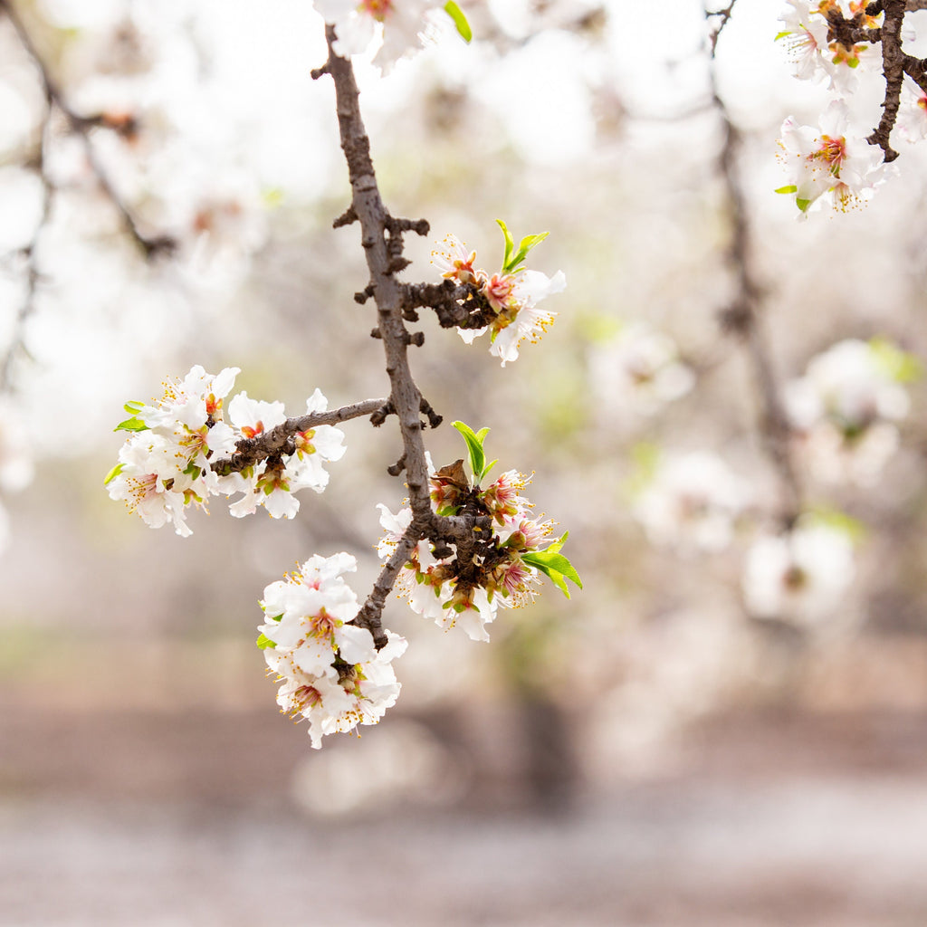 Almond Blossom Blooming Spring Flowers Photography