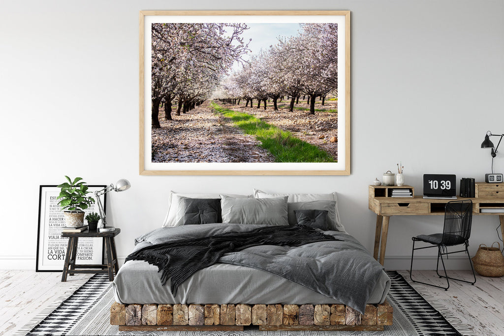 Holy Land Almond Blooming Trees Landscape — Israel Photography