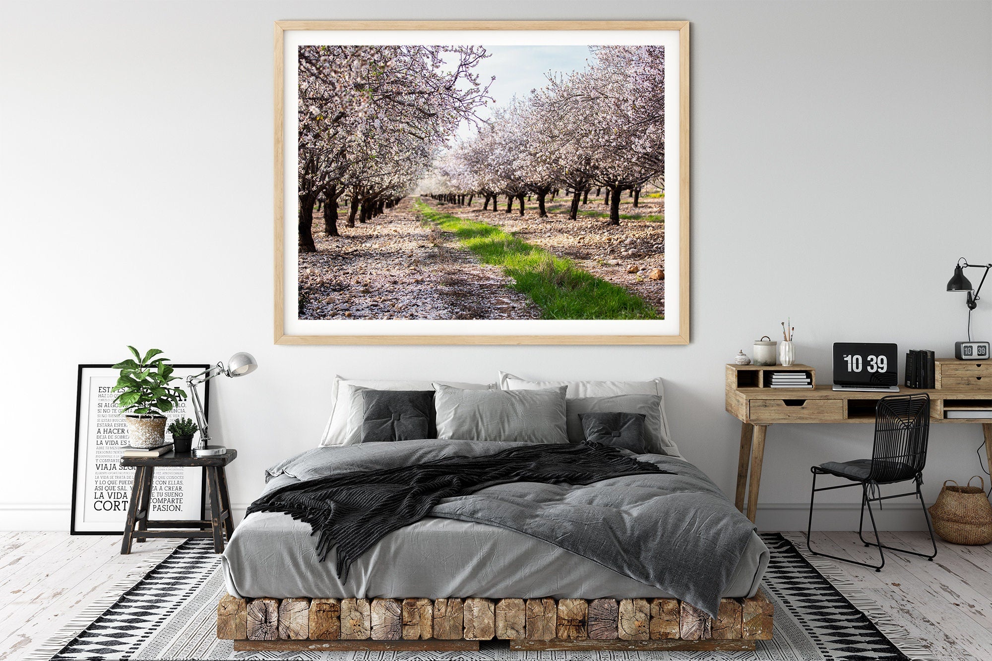 Holy Land Almond Blooming Trees Landscape — Israel Photography