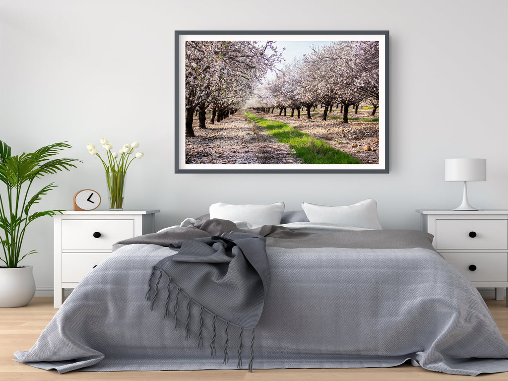 Holy Land Almond Blooming Trees Landscape — Israel Photography