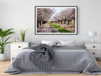 Holy Land Almond Blooming Trees Landscape — Israel Photography