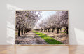 Holy Land Almond Blooming Trees Landscape — Israel Photography