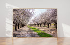 Holy Land Almond Blooming Trees Landscape — Israel Photography