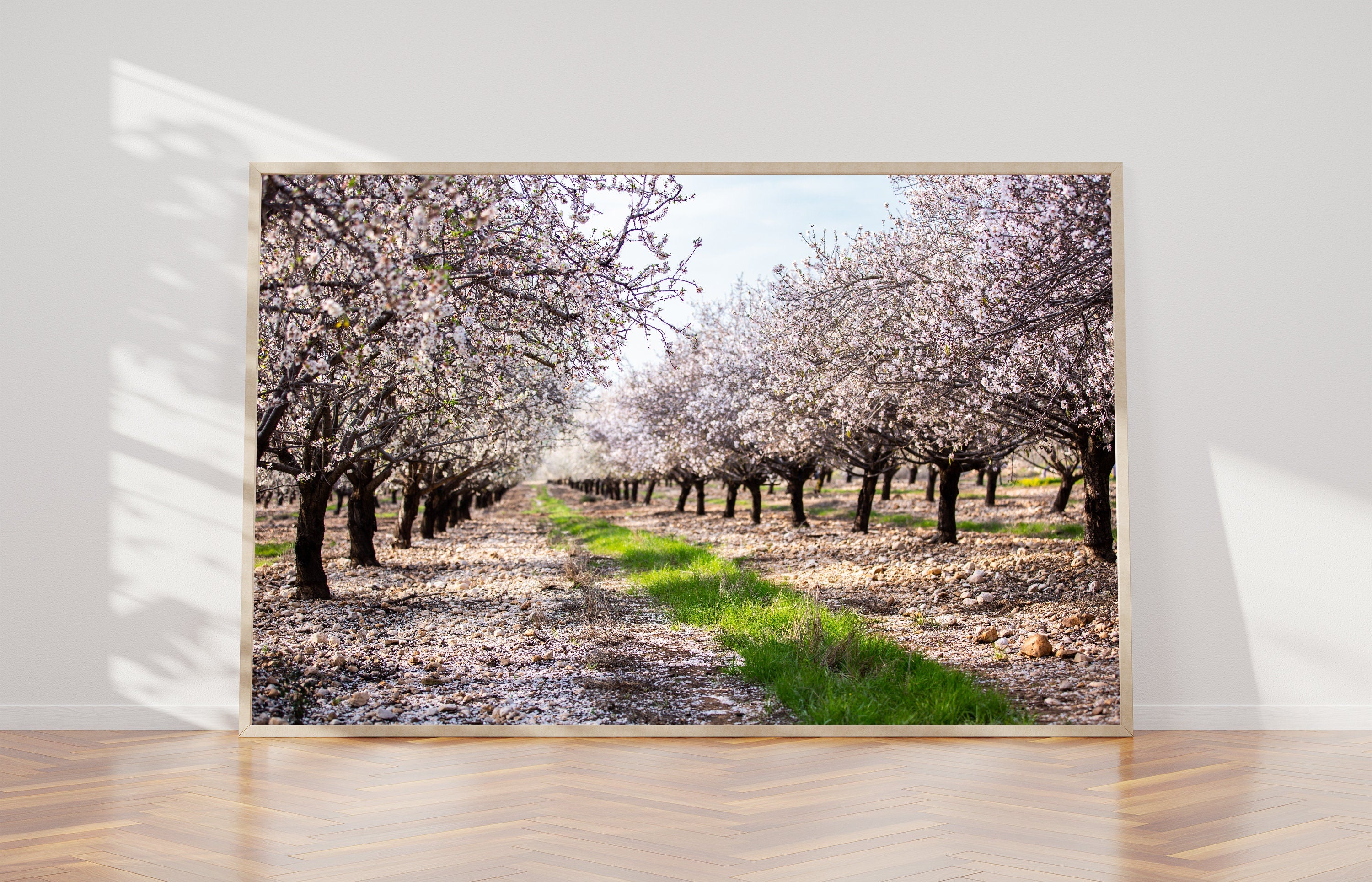 Holy Land Almond Blooming Trees Landscape — Israel Photography