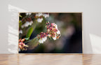 Bee White Flower Photography - Bee Collecting Pollen in Blueberry Flower - Blooming Fine Art Print - Blueberry Blossom - Flowering Wall Deco