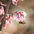 Bee Collecting Pollen in Pink Flowers Photography
