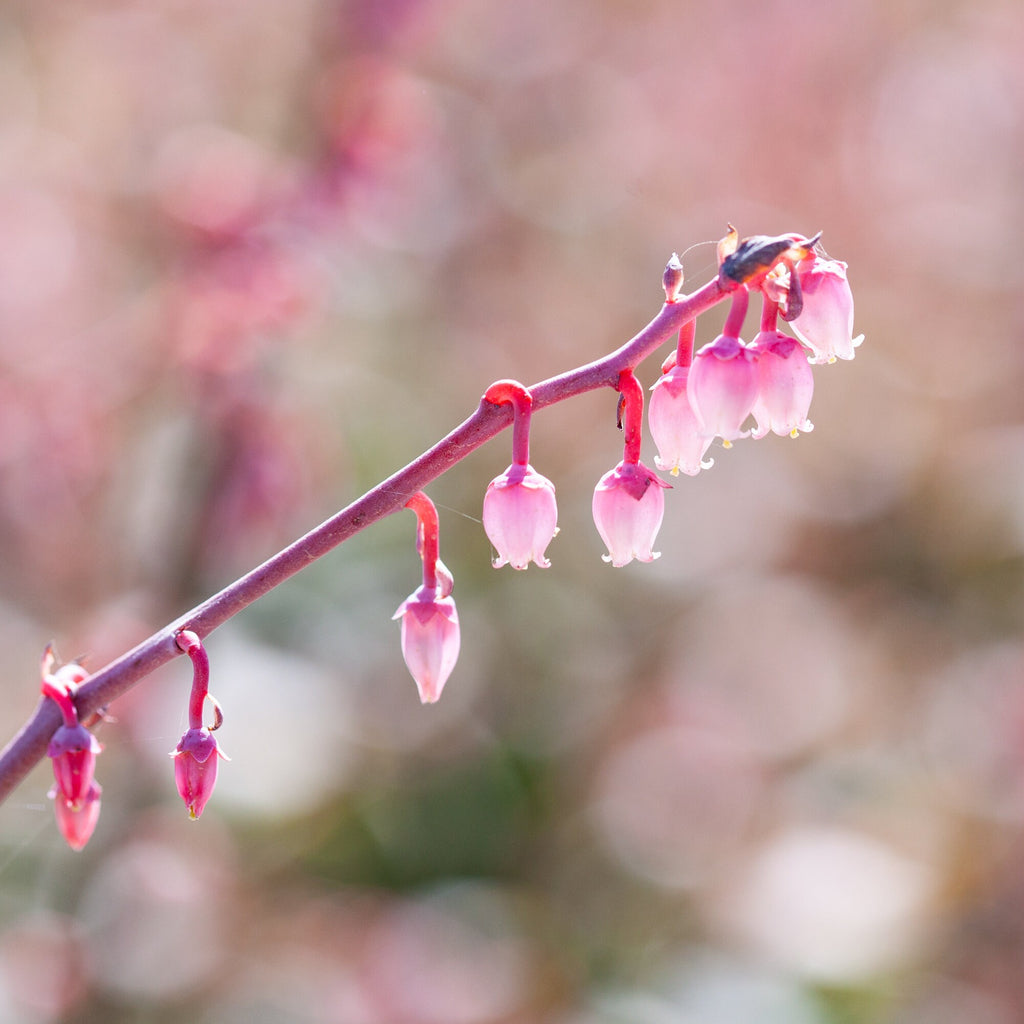 Pink Flower Photography — Blueberry Fruit Flower — Blooming — Blueberry Blossom Zoom — Macro Flowering Wall