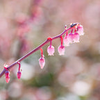 Pink Flower Photography — Blueberry Fruit Flower — Blooming — Blueberry Blossom Zoom — Macro Flowering Wall