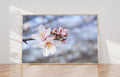 Pink White Flowers Photography Wall Art Print Close-up - Almond blooming, Almond Flowers Blossom, Israel, Wall Decor Nature Photography