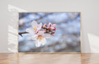 Pink White Flowers Photography Wall Art Print Close-up - Almond blooming, Almond Flowers Blossom, Israel, Wall Decor Nature Photography