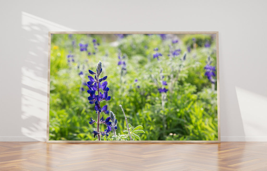 Holy Land Israeli Green and Purple Landscape — Wild Lupine Flowers