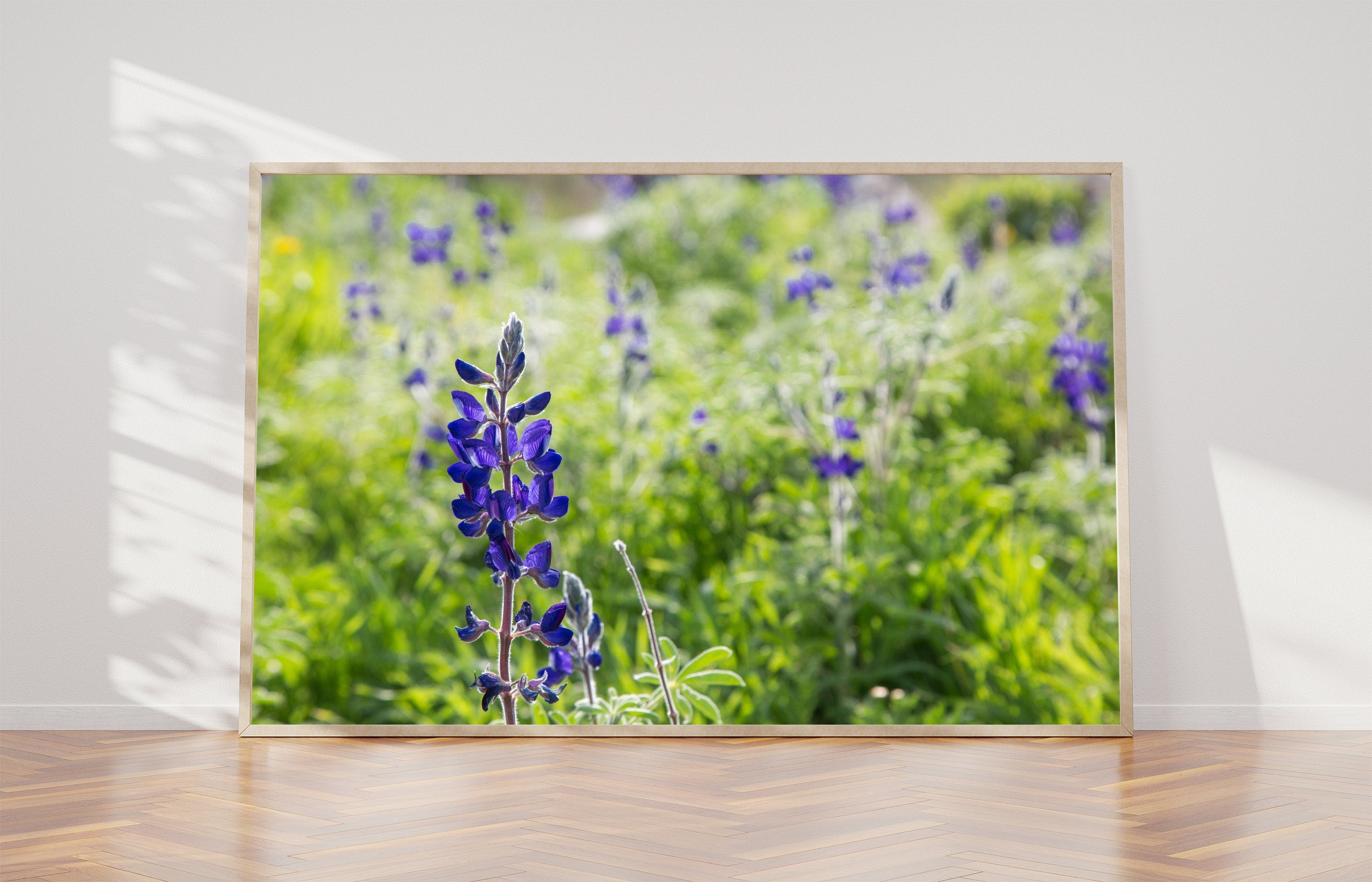 Holy Land Israeli Green and Purple Landscape — Wild Lupine Flowers