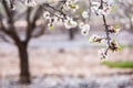 Tree Flowers Photography — Almond Blossom — Almond Blooming Spring Trees — White & Pink Flowering Wall