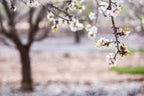 Tree Flowers Photography — Almond Blossom — Almond Blooming Spring Trees — White & Pink Flowering Wall