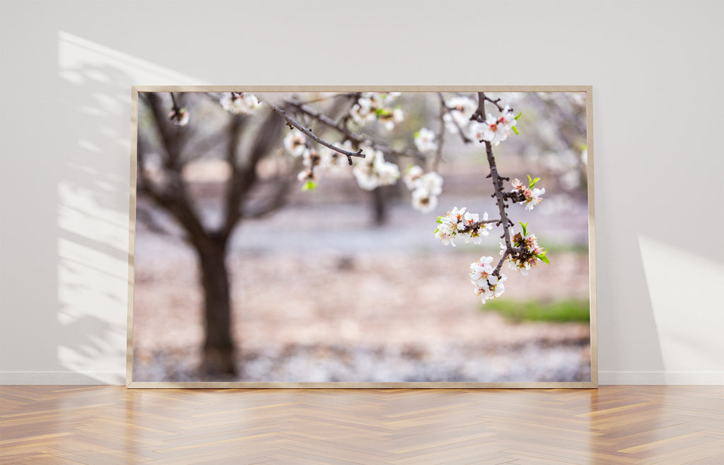 Tree Flowers Photography — Almond Blossom — Almond Blooming Spring Trees — White & Pink Flowering Wall