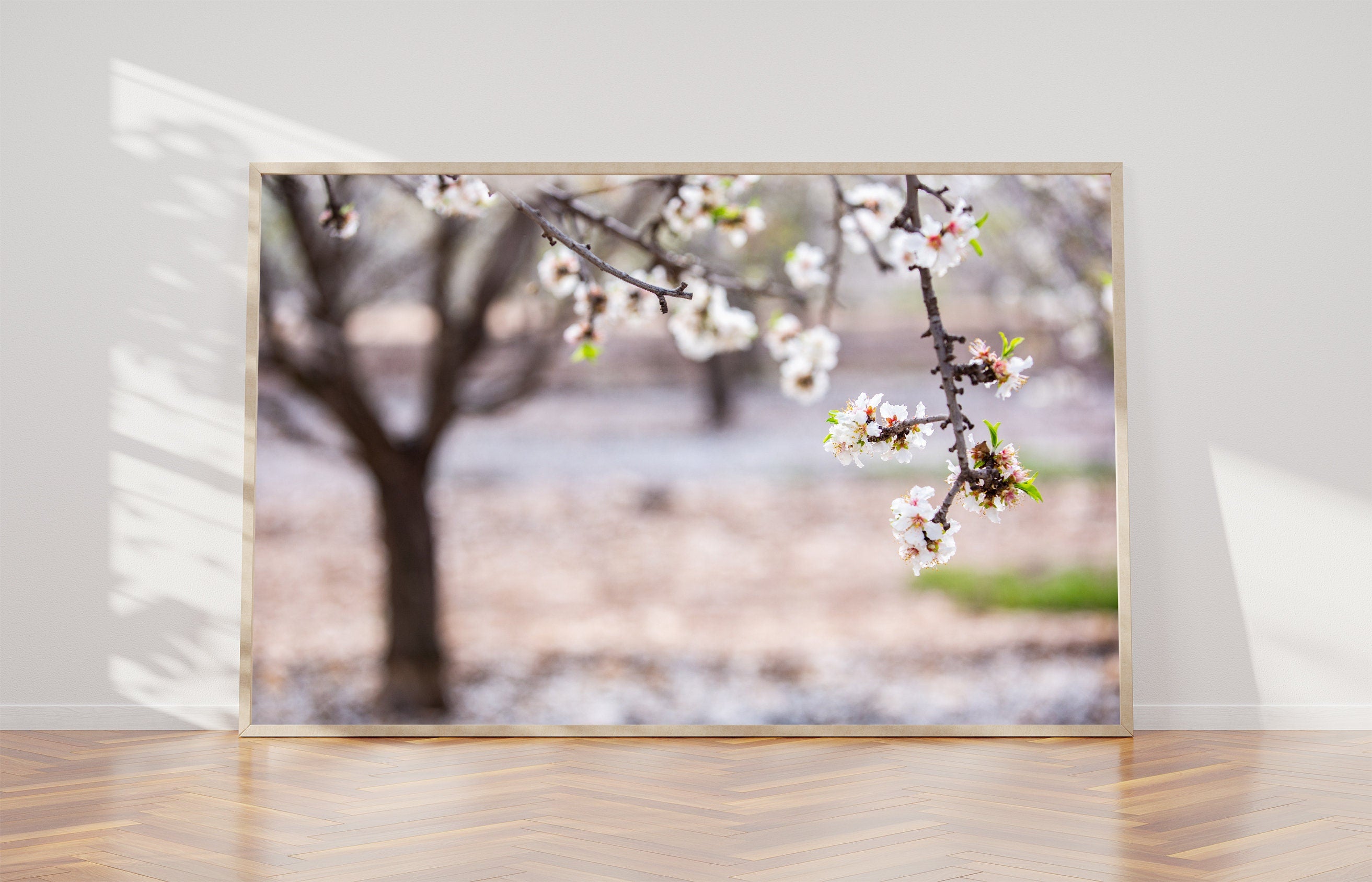 Tree Flowers Photography — Almond Blossom — Almond Blooming Spring Trees — White & Pink Flowering Wall