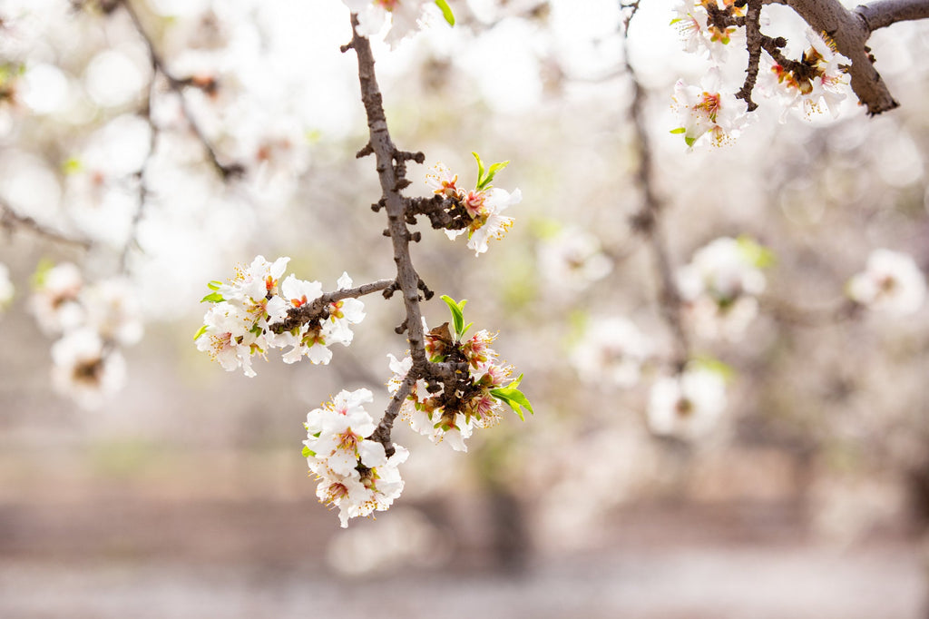 Almond Blossom Blooming Spring Flowers Photography