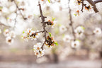 Almond Blossom Blooming Spring Flowers Photography