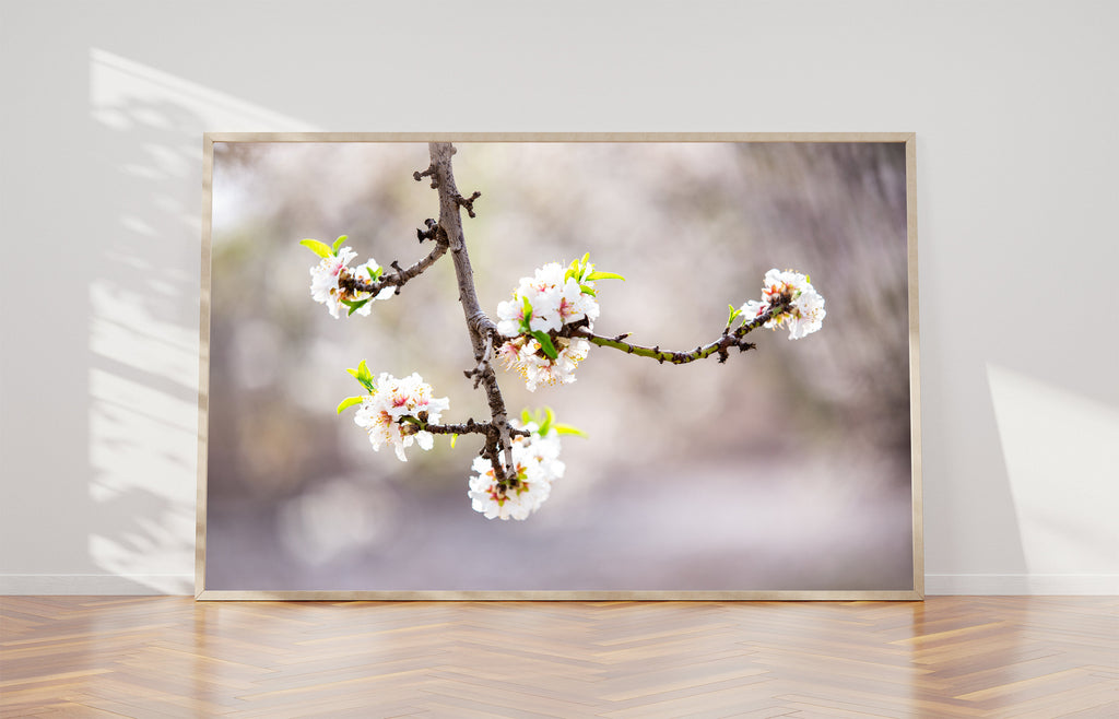 Trunk Almond Blossom Flowers