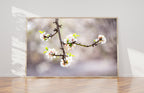 Trunk Almond Blossom Flowers