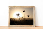 Israel Sunset Landscape Flowers Shadow with Sun Halo and Galil Mountains