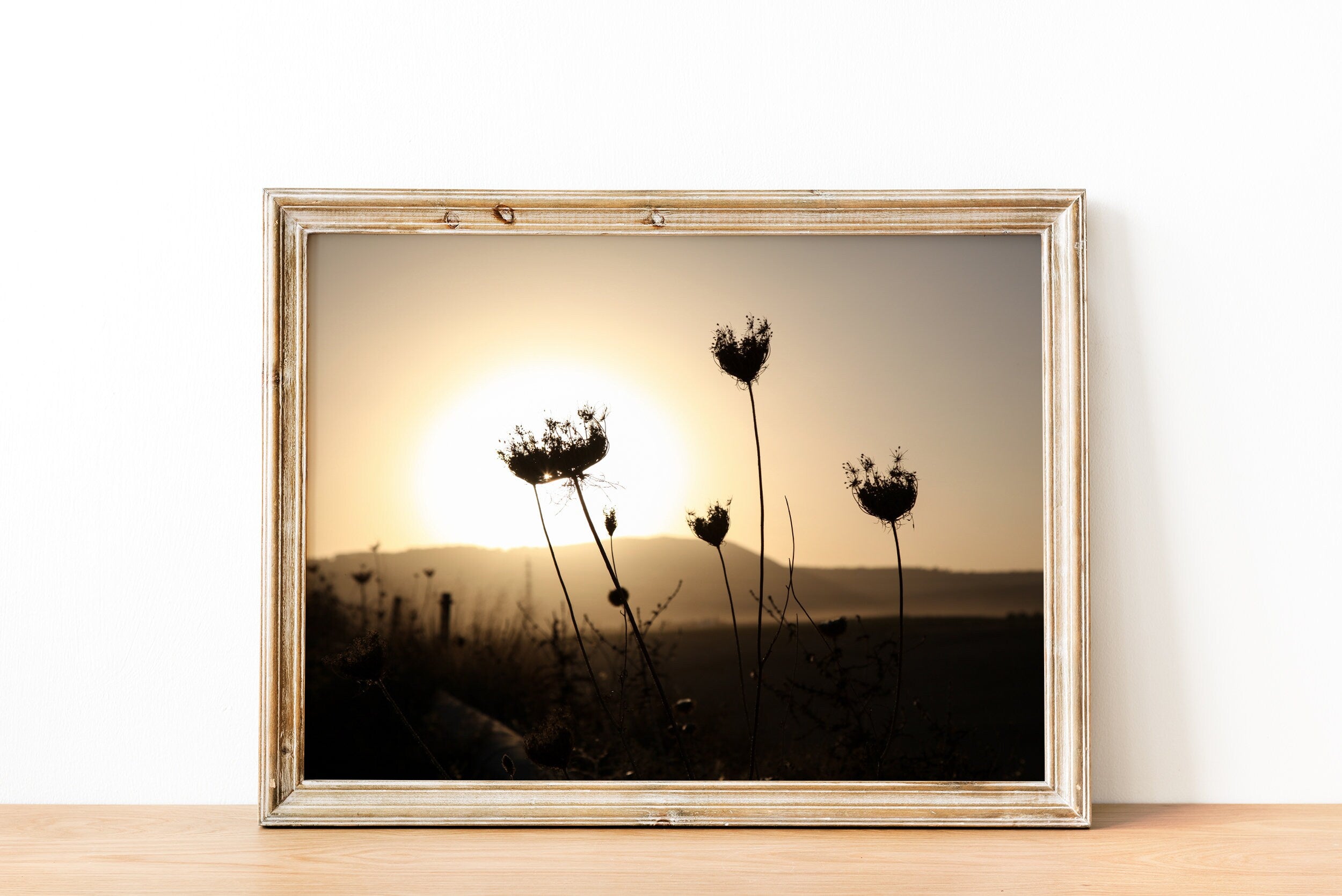 Israel Sunset Landscape Flowers Shadow with Sun Halo and Galil Mountains