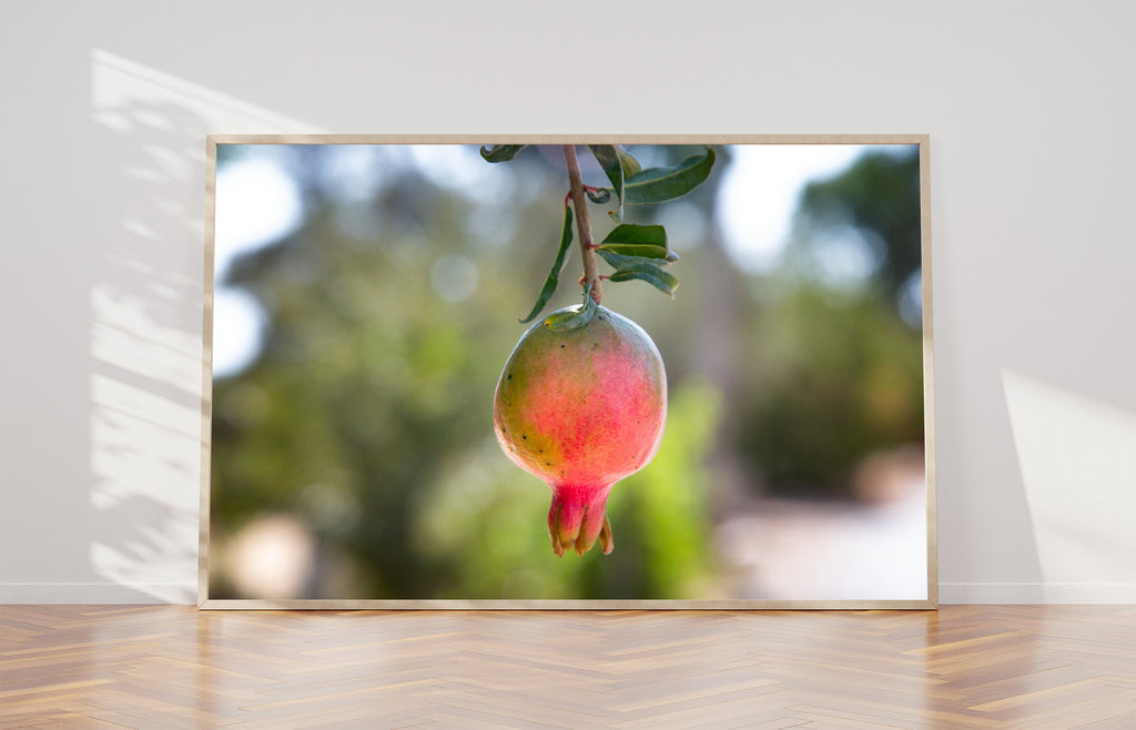 Israeli Pomegranate — Red Fruit of Israel — 7 species of Israel