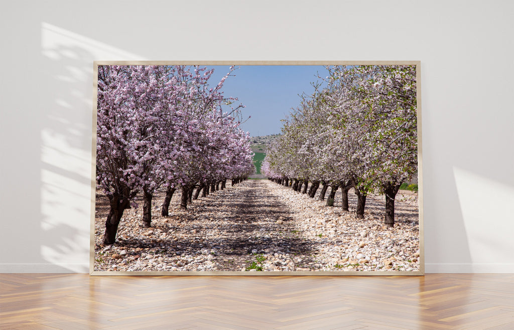 White and Pink Almond Blossom Triptych Print: Holy Land Israeli Landscape