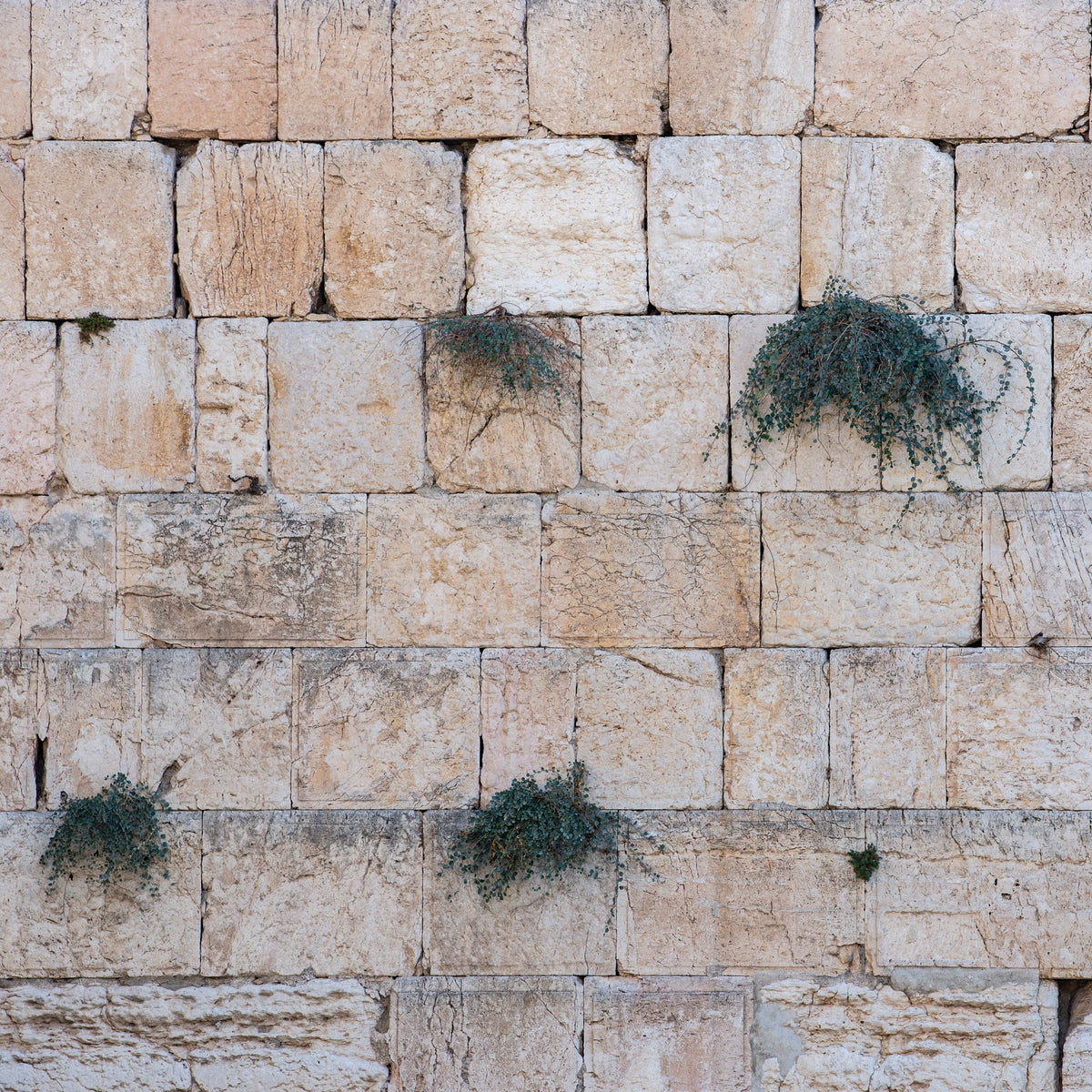 Jerusalem Kotel Western Wall with Bush