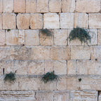 Jerusalem Kotel Western Wall with Bush