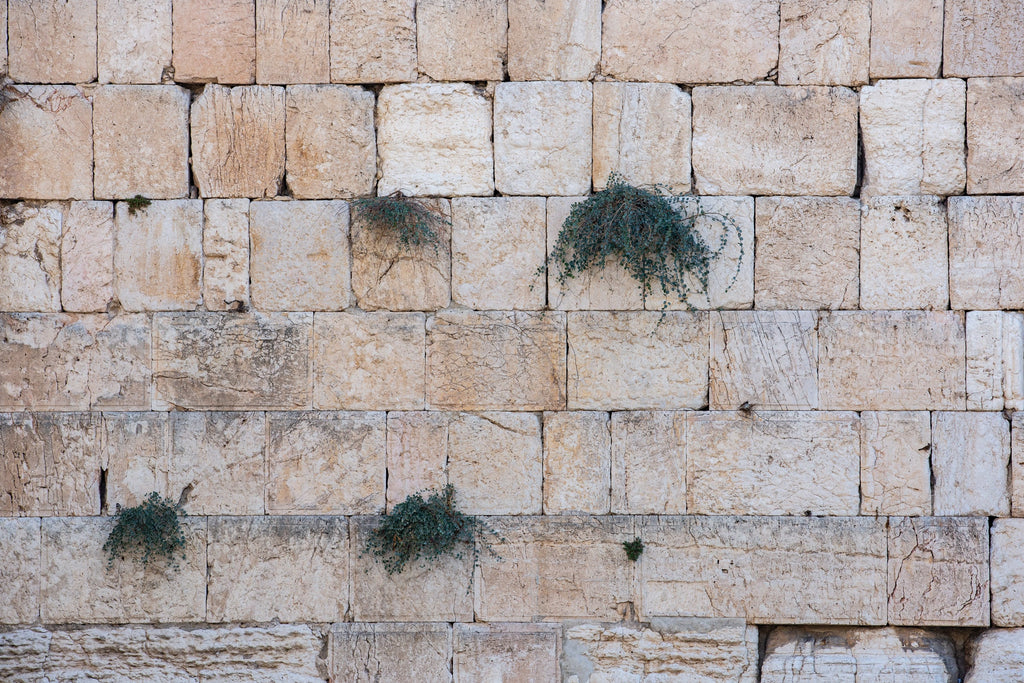 Jerusalem Kotel Western Wall with Bush